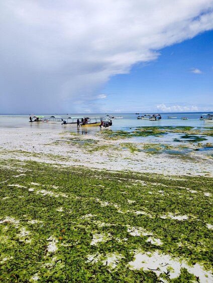 Picture 7 for Activity Zanzibar: Seaweed Farm and Salaam Cave Tour with Swim 3