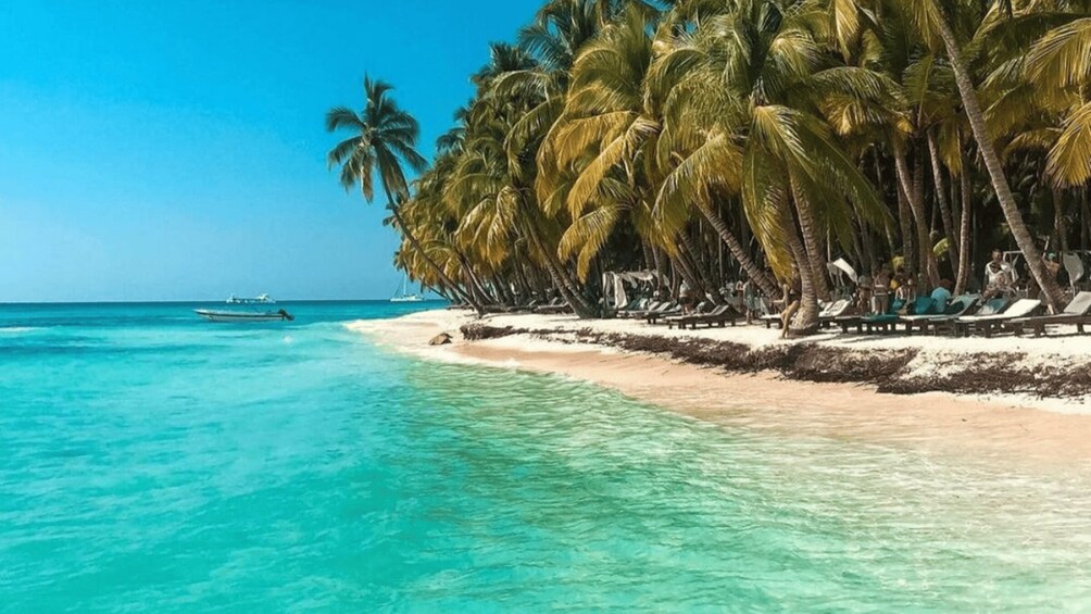 A turquoise beach with palm trees and lounge chairs. 3