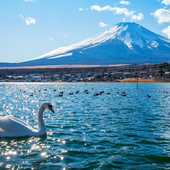 A swan swimming in a lake with a snow-capped mountain in the background. 5