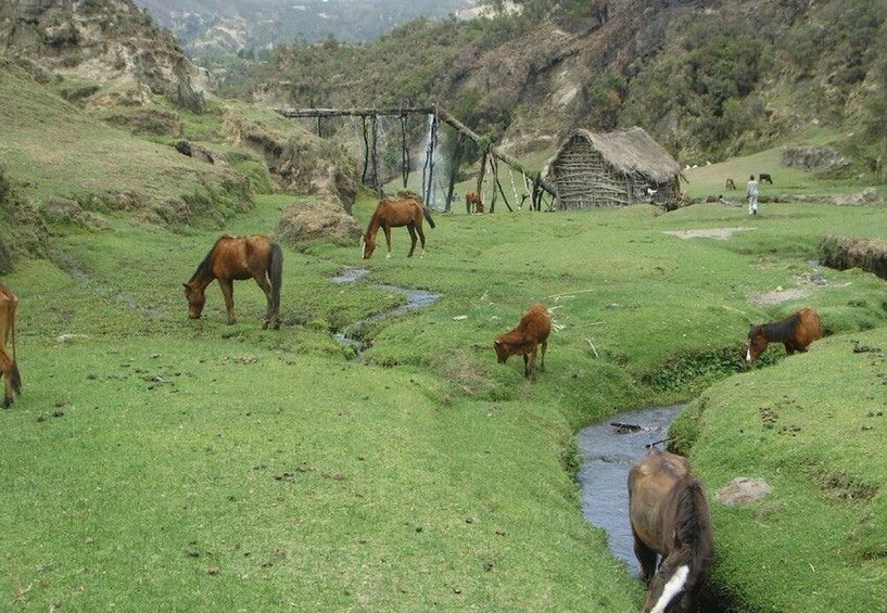 Horses grazing in a grassy field with a small stream and a rustic hut in the background. 3
