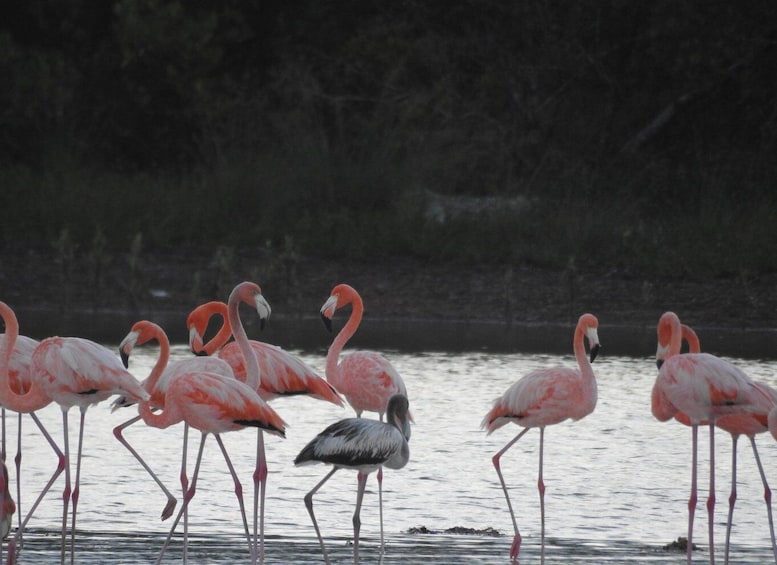 Picture 10 for Activity From Holbox: Magical Sunset Kayak Tour in the Mangroves 2