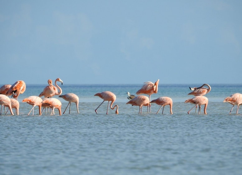 Picture 4 for Activity From Holbox: Magical Sunset Kayak Tour in the Mangroves 3