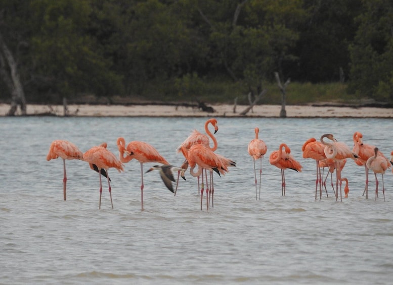 From Holbox: Magical Sunset Kayak Tour in the Mangroves 1