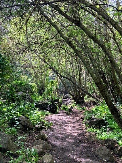 Gran Canaria: Excursion to the Laurisilva Forest 1