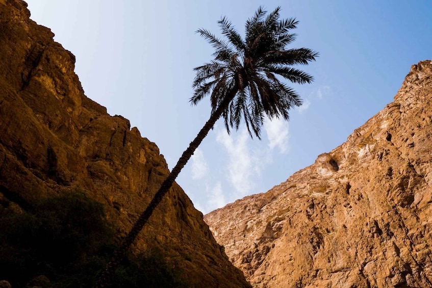 A palm tree in a rocky canyon. 1
