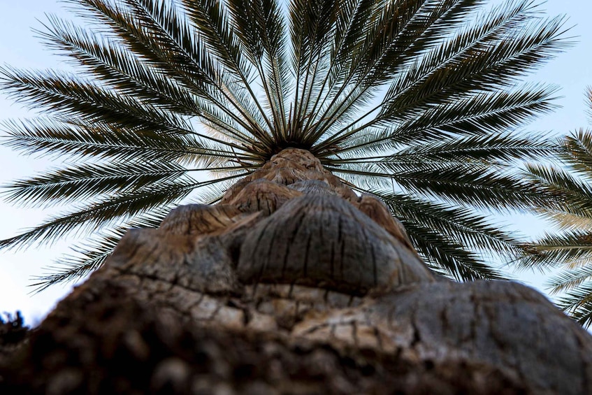 A palm tree with a textured trunk and a crown of long, slender leaves. 2