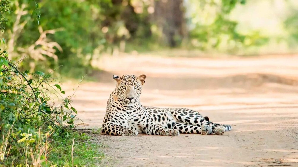 Un leopardo descansando sobre un camino de tierra rodeado de follaje. 5
