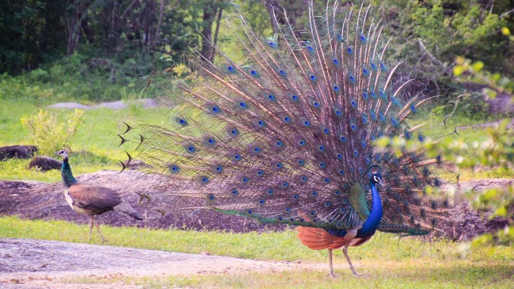Un pavo real mostrando sus plumas en un entorno natural. 3