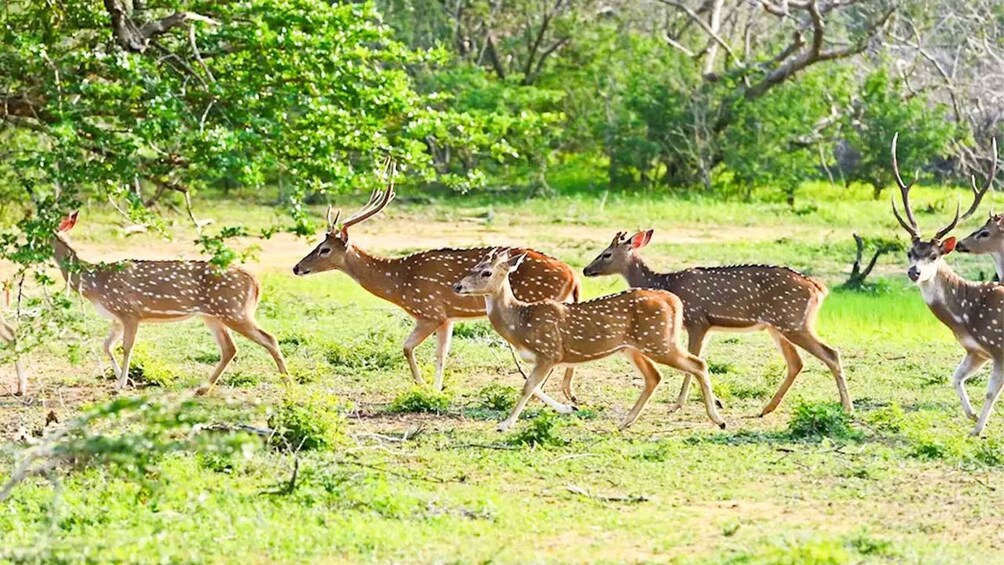 Un grupo de ciervos moteados en un campo de hierba con árboles al fondo. 1