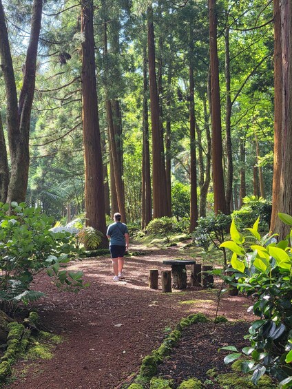 A forest with tall trees, a person walking on a dirt path, and a bench. 4
