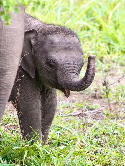 A baby elephant with its trunk raised, surrounded by green grass and foliage. 2