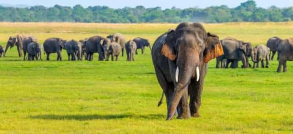 A herd of elephants in a grassy field. 5