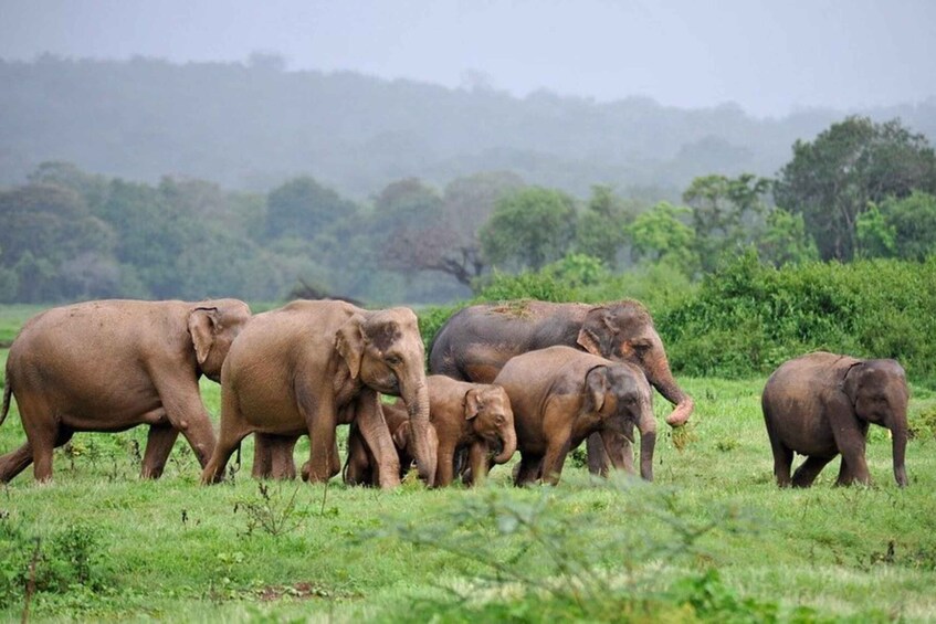 A herd of elephants in a grassy field with trees in the background. 3