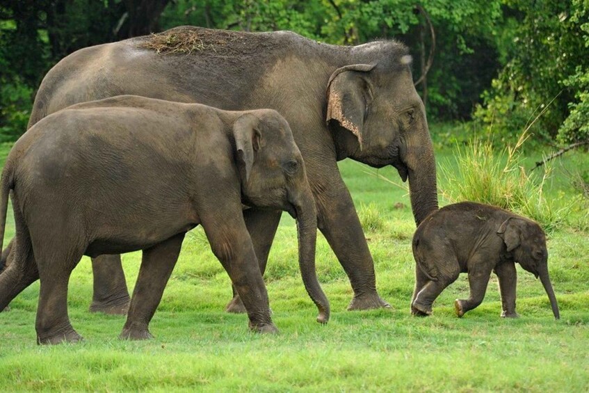 A family of elephants walking through a grassy field. 4