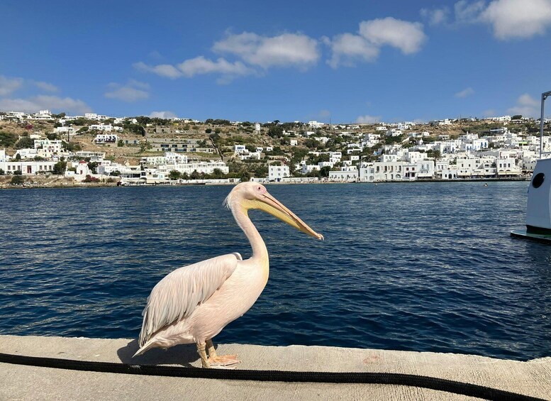 A pelican by a waterfront with white buildings in the background. 2