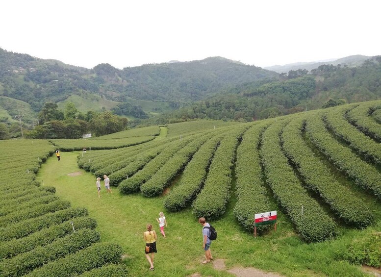 A hilly tea plantation with rows of tea bushes and a few people walking. 2