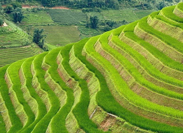 Picture 85 for Activity Sapa: 2 Days Trekking & 1 Night at Authentic Local Homestay 5