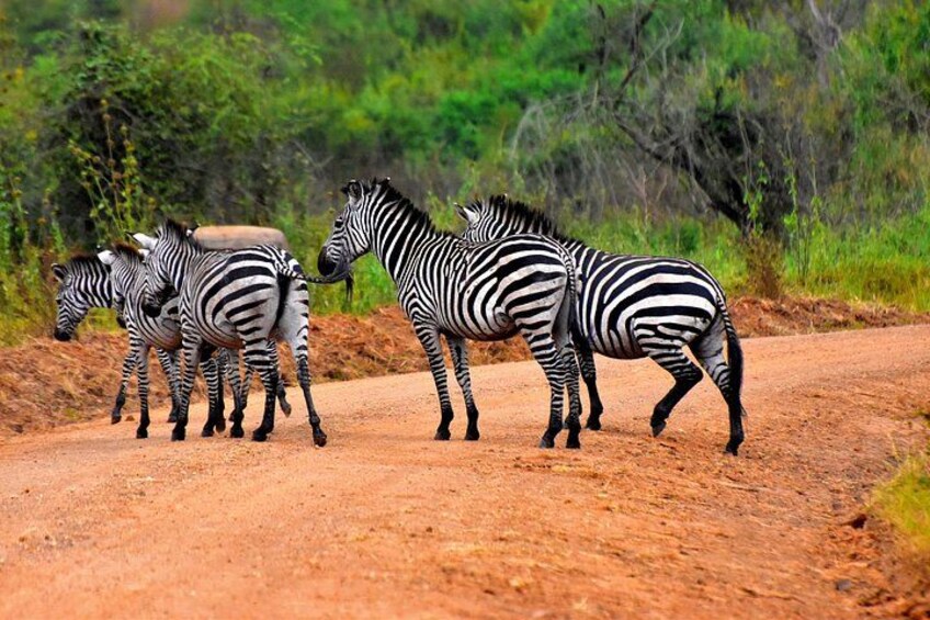 Zebra su una strada sterrata, con vegetazione verde sullo sfondo. 1
