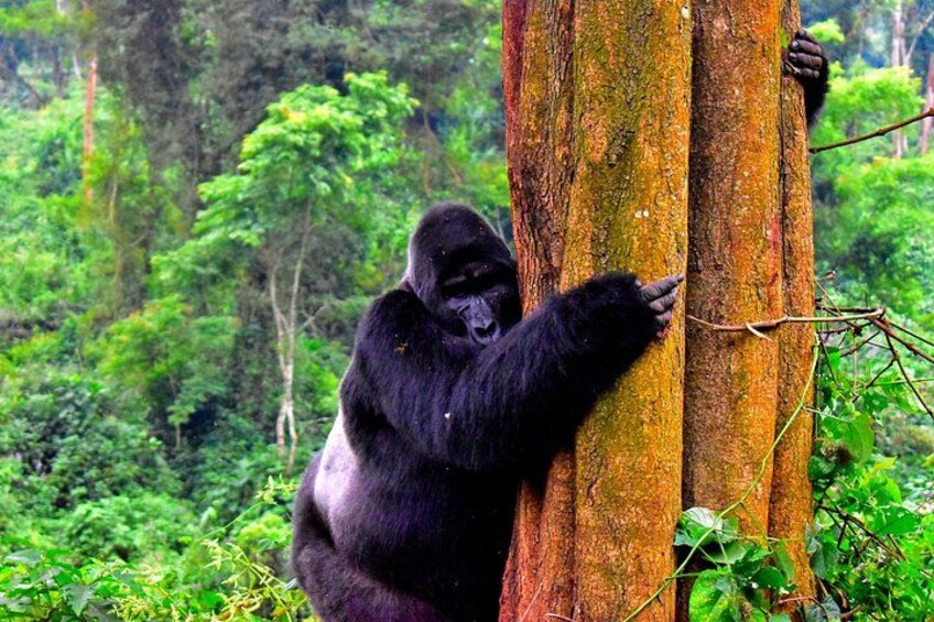 Un gorilla arrampica un albero in una fitta foresta. 5