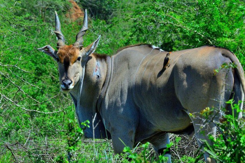 Un'antilope di grandi dimensioni, dal manto marrone scuro e con corna importanti, in un'area erbosa ricca di vegetazione. 2