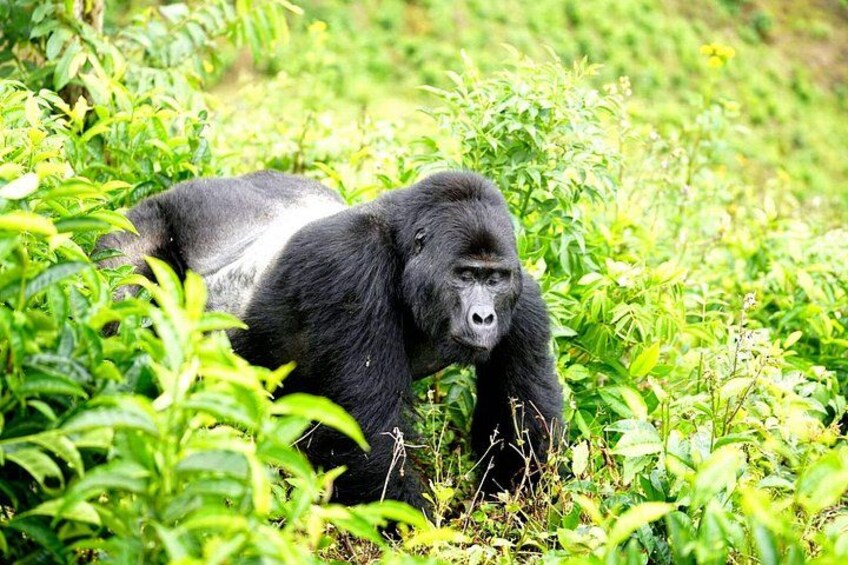 Un gorilla in una foresta verdeggiante. 3