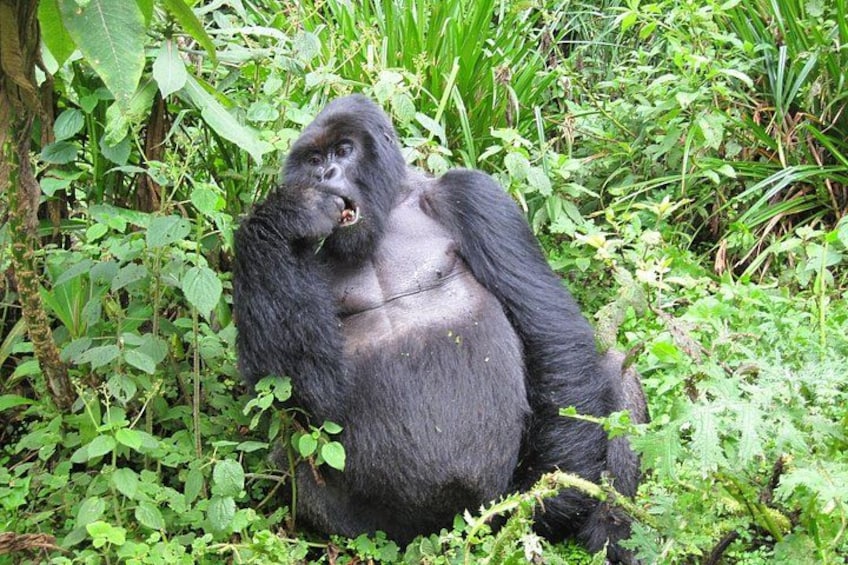 Un gorilla seduto tra fitta vegetazione verde. 1
