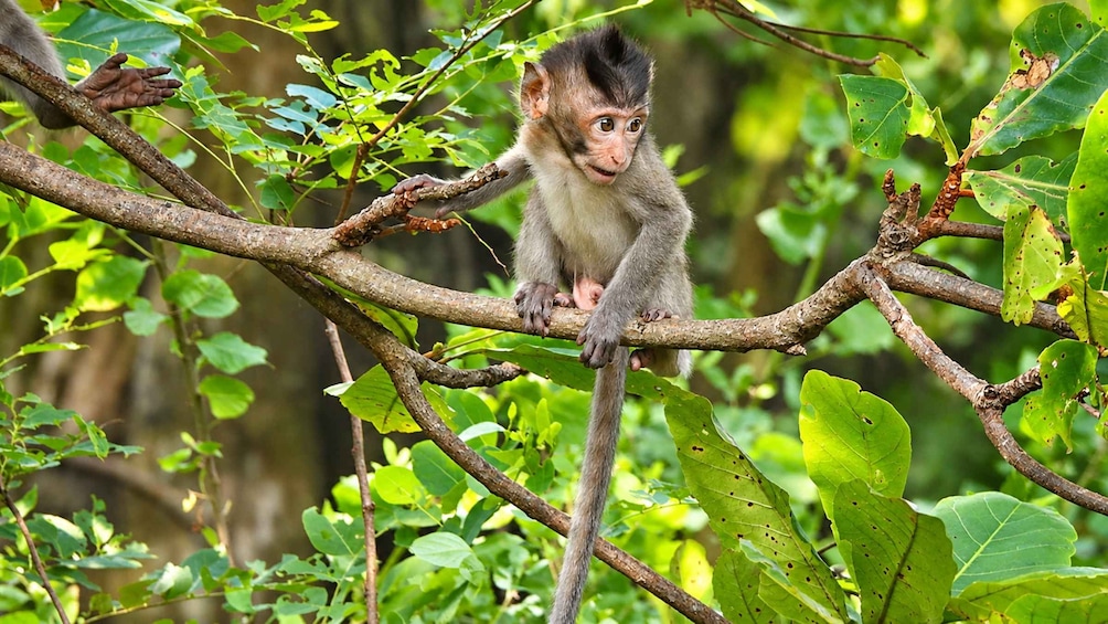 Picture 3 for Activity West Bali: Jungle Trekking in Bali Barat National Park 5