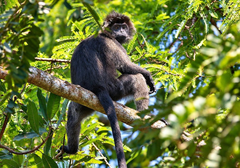 West Bali: Jungle Trekking in Bali Barat National Park 1