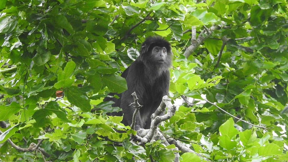 A black monkey sitting on a tree branch surrounded by green leaves. 1