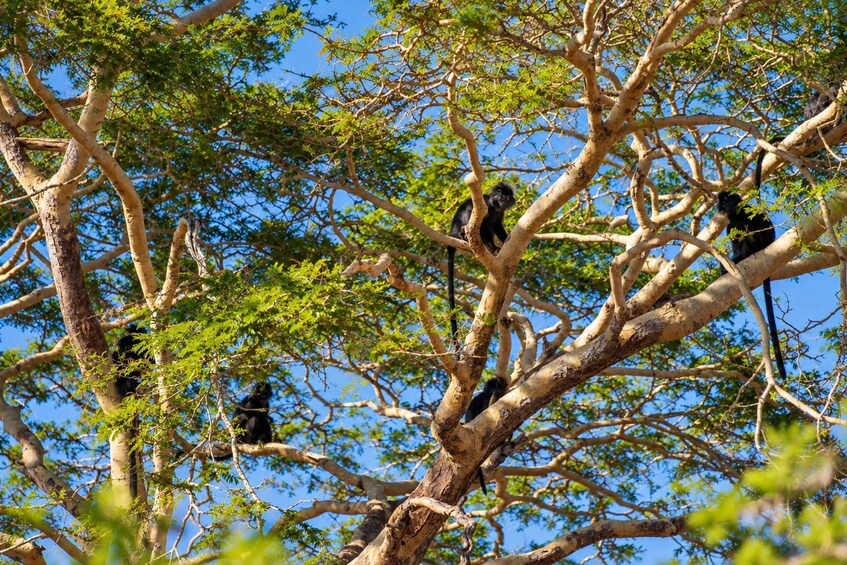 Picture 2 for Activity West Bali: Jungle Trekking in Bali Barat National Park 3