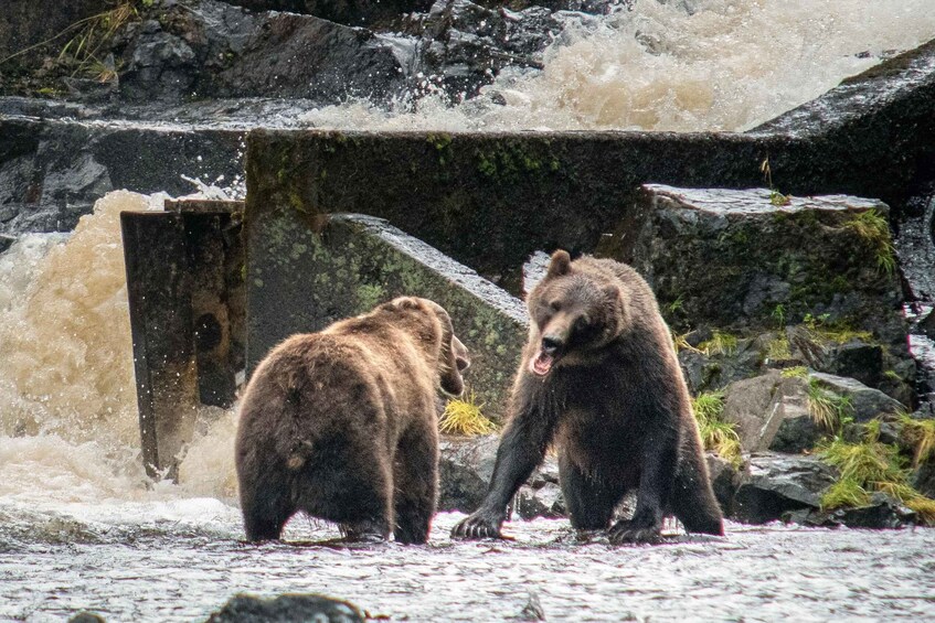 Two bears near a waterfall. 1