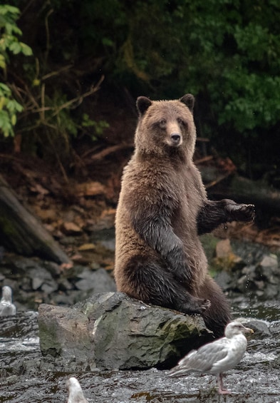 A bear sitting on a rock by a river. 4