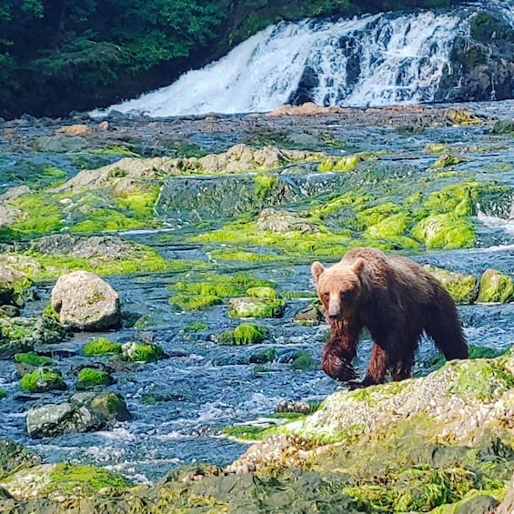 A bear near a river with rocks and a waterfall in the background. 3