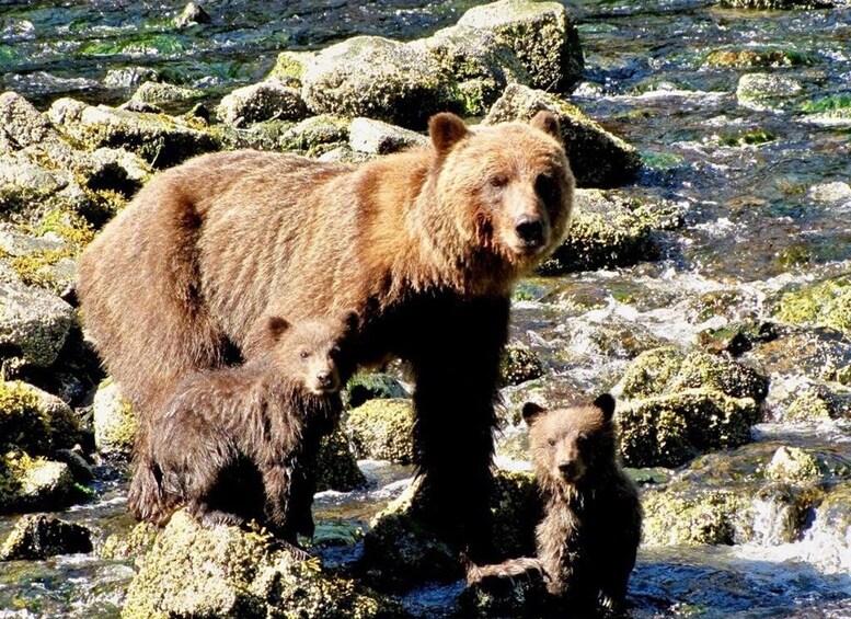 A bear and its cub standing on rocks by a flowing river. 5