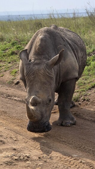 Un rhinocéros se trouve sur un chemin de terre, avec de l’herbe et une clôture en arrière-plan. 3