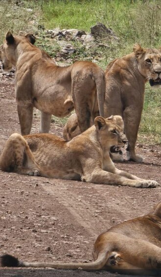 Un groupe de lions se repose sur un chemin de terre dans une zone herbeuse. 5