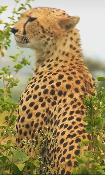 Un guépard aux taches sombres, entouré de feuillage verdoyant. 4