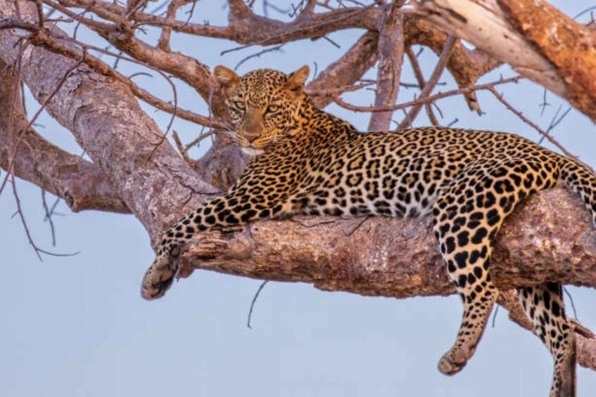 Un léopard se reposant sur une branche d’arbre. 2