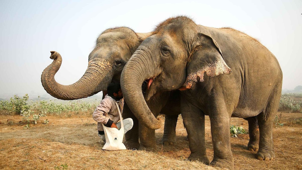 From Delhi: Taj Mahal & Agra Tour with Elephant Wildlife SOS 1