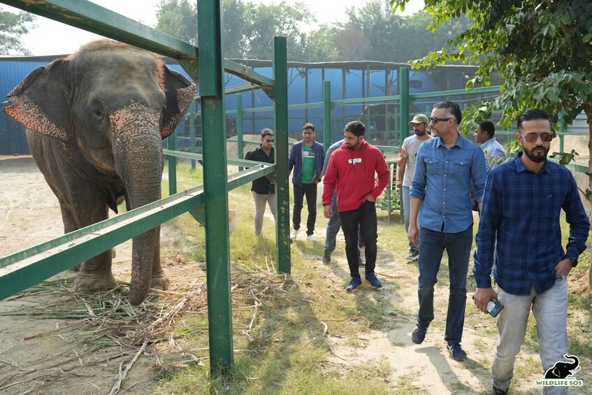 An elephant behind a green fence, people walking in a zoo enclosure. 5
