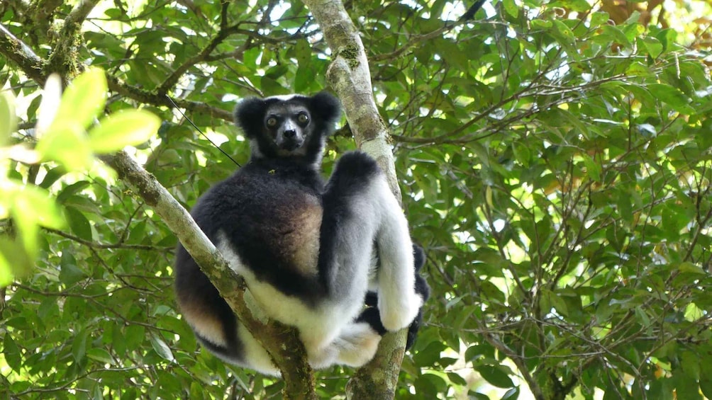 A black and white langur clinging to a tree branch amidst dense green foliage. 5
