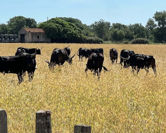 Picture 4 for Activity Montpellier: Guided Tour of Petite Camargue - Camin de Fe by electric bike 4