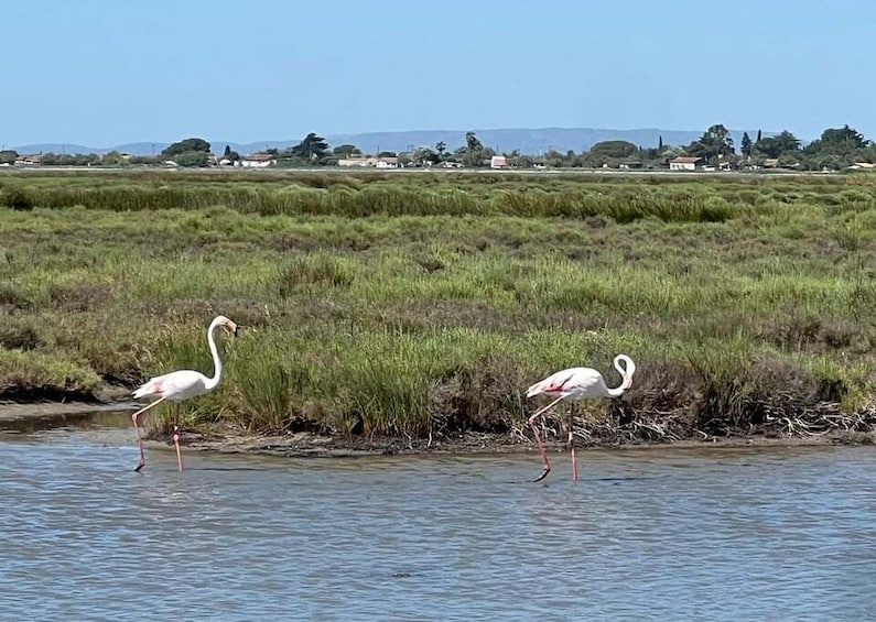 Picture 1 for Activity Montpellier: Guided Tour of Petite Camargue - Camin de Fe by electric bike 2