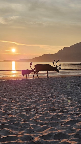 A sunset over a beach with two deer silhouetted against the sky. 2