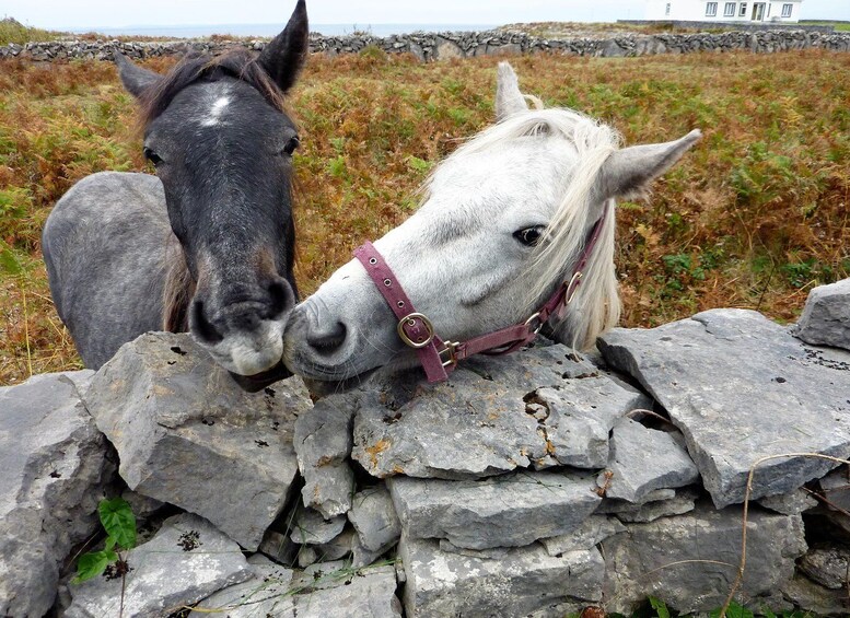 Two horses, one black and one white, near a stone wall with a grassy field and a stone wall in the background. 2