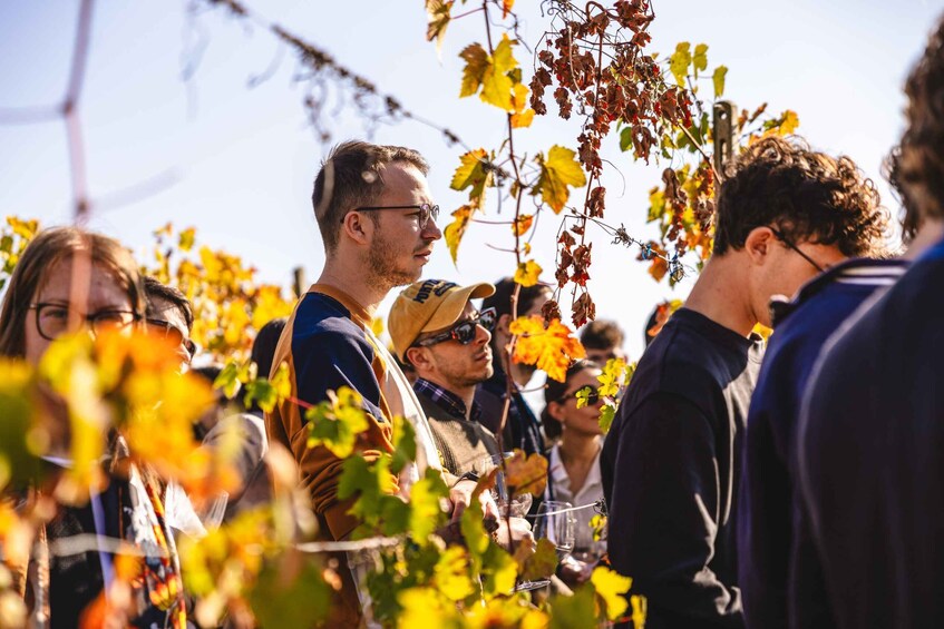 A group of people standing in a vineyard with grapevines and leaves. 5