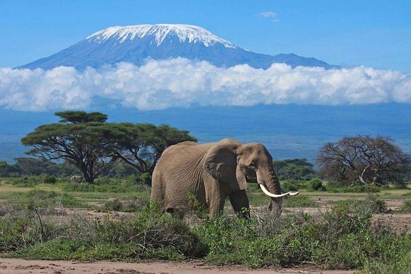 Picture 1 for Activity Kenya: 7-Day Big 5 Safari Tour from Nairobi 4