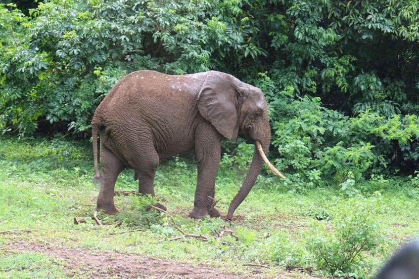 Picture 5 for Activity Kenya: 7-Day Big 5 Safari Tour from Nairobi 2