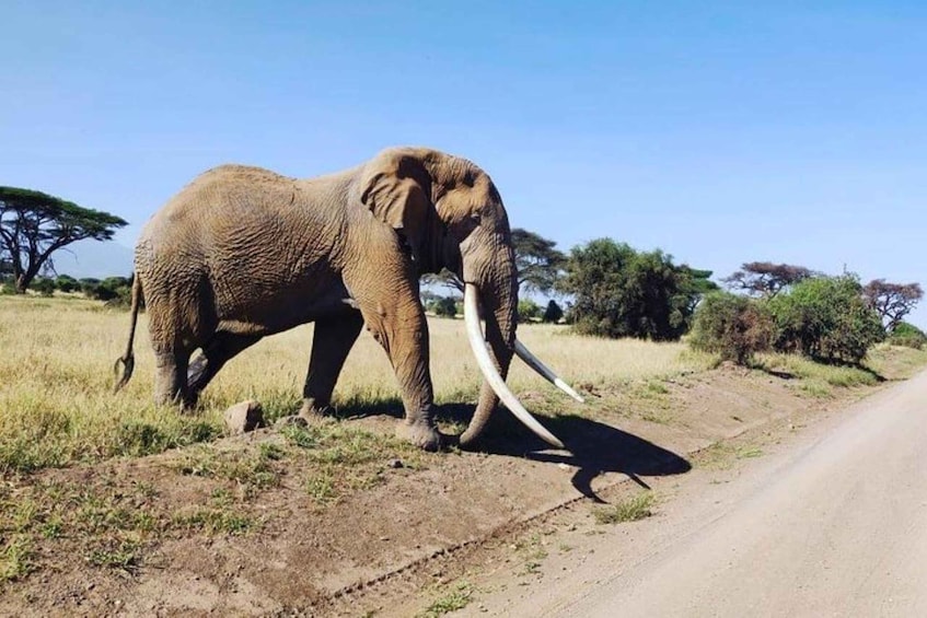 Picture 2 for Activity Kenya: 7-Day Big 5 Safari Tour from Nairobi 3