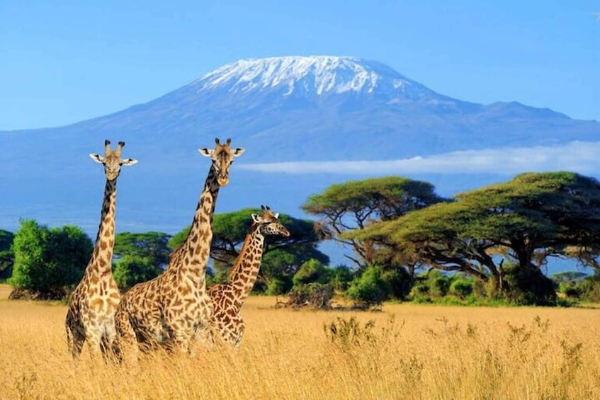 Kenya: 7-Day Big 5 Safari Tour from Nairobi 1
